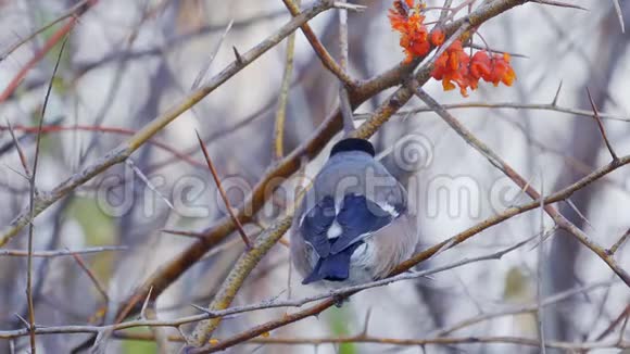 鸟雌性欧亚大牛翅坐在树枝上吃红山灰的浆果视频的预览图