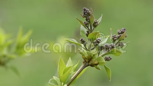 春时丁香花蕾特写视频的预览图