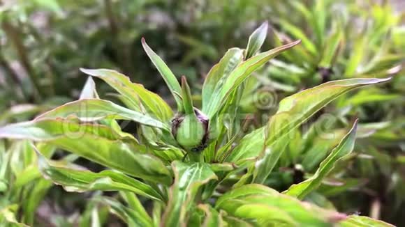 茎上的蚂蚁植物绿茎上的红蚂蚁视频的预览图
