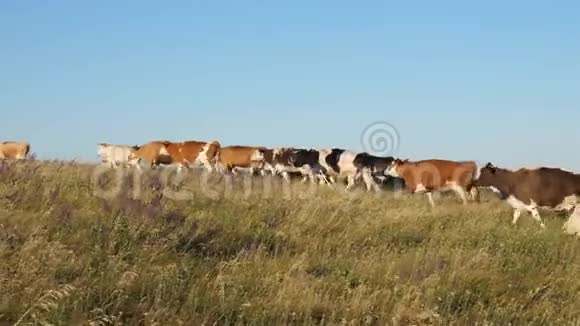 美丽的高山草地和奶牛蓝天上牧场上的牛奶牛在牧场上放牧奶业概念视频的预览图
