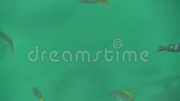 青绿色水中的鱼和鲈鱼视频的预览图