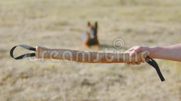 一个人训练他的德国牧羊犬煽动狗的抓钩诱饵使狗跳咬紧牙关视频的预览图