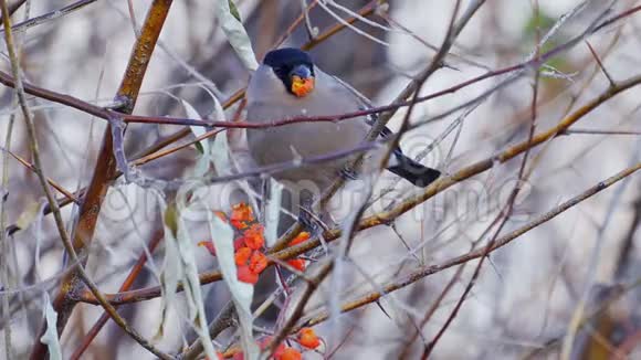 欧亚大陆的一种鸟雌性牛翅鸟坐在树枝上吃红山灰的浆果视频的预览图