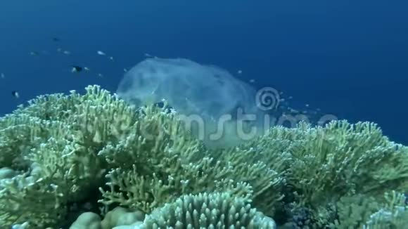用塑料袋在美丽的珊瑚礁上游泳在海浪中摇摆附近有一群热带鱼在游泳视频的预览图
