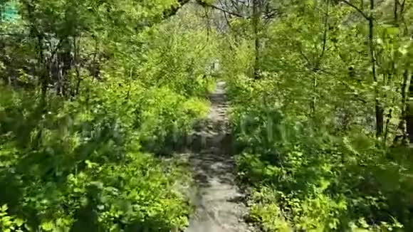 向前走沿着小路走在森林或公园的灌木丛中视频的预览图