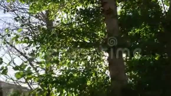 一架全景式的照相机显示白杨树的顶端视频的预览图