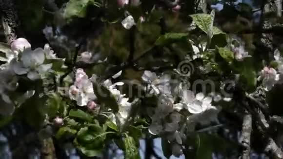 樱花盛开在高高的树枝上视频的预览图