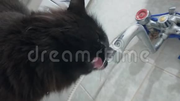 黑色家猫饮料和搭水从水龙头在浴室特写宠物的滑稽动作荷兰角视频的预览图