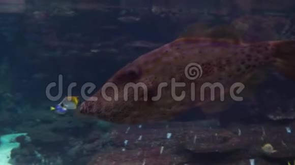 一个棕色和黑色斑点的大濑水游泳的特写镜头视频的预览图