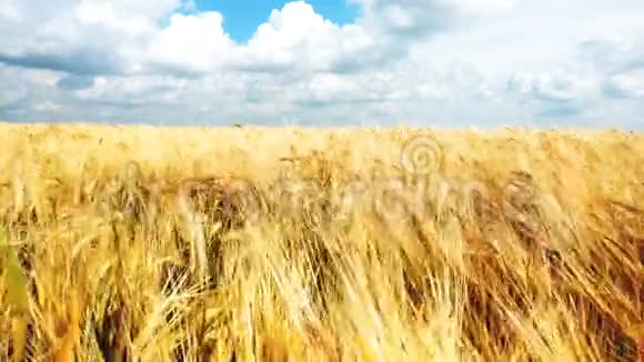 白天在金田上的黄熟小麦穗有机黑麦在风中摇曳视频的预览图