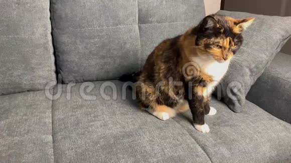 美丽的深色家猫躺在灰色沙发背景舒适的家庭概念特写视频的预览图