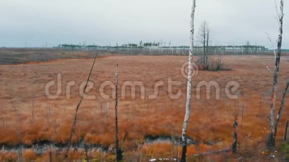 秋天田野的风景裸露的桦树鸟瞰视频的预览图