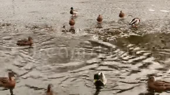 野鸭在冬天的池塘里游泳视频的预览图