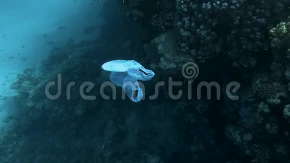 慢动作丢弃的蓝色塑料袋在热带珊瑚礁附近缓慢漂流海洋的塑料污染视频的预览图