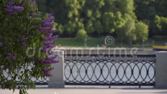 紫色的丁香花视频的预览图
