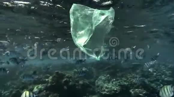 慢动作用黄色塑料袋慢慢地在靠近热带鱼学校的水面下漂流视频的预览图