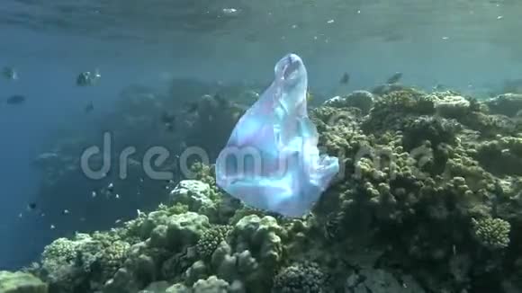 废弃的蓝色塑料袋漂浮在水面下在背景珊瑚礁上一群鱼在附近游泳视频的预览图
