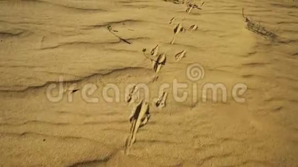 袋鼠在沙子上的脚印视频的预览图