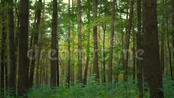 绿色茂密的森林地上有草树干很细视频的预览图