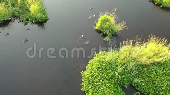 空中无人机鸭子在农村的池塘里从上面看无人驾驶飞机的4k段录像视频的预览图