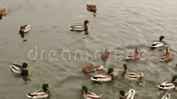 野鸭在冬天的池塘里游泳视频的预览图
