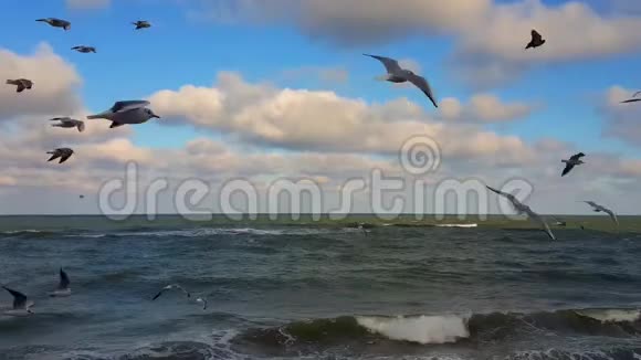 海鸥飞过大海视频的预览图