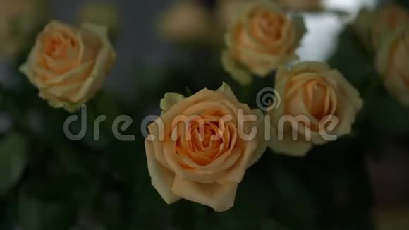 美丽的米色和黄色玫瑰花束视频的预览图