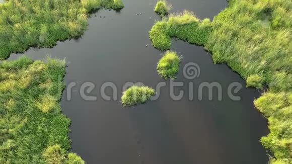 空气飞过湖中的鸟水流飞鸟鹭鹭过湖和芦苇视频的预览图
