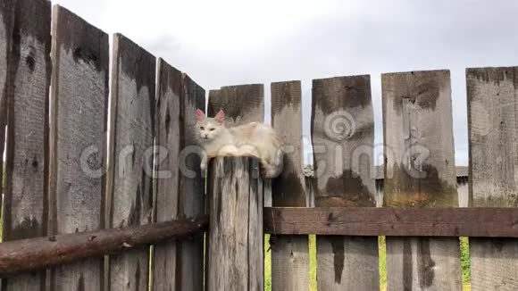 可爱的白猫坐在栅栏上看着相机视频的预览图