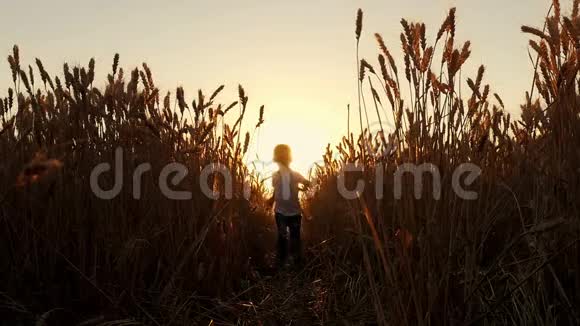 日落时分一个快乐的笑着的男孩在阳光下穿过一片麦田农场和收获去见见他视频的预览图