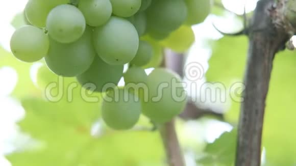 树枝特写上的一串成熟的葡萄酿酒收获葡萄视频的预览图