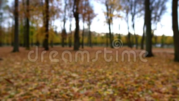 秋天林中的落叶慢动作视频的预览图