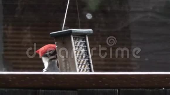 红头啄木鸟在院子里吃饲料头露出来视频的预览图