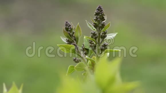 丁香花蕾在春天的特写视频的预览图