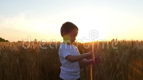 日落时孩子高兴地从麦穗上流下眼泪把它们扔到地里视频的预览图