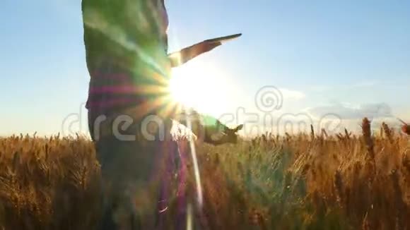 一位在麦田里的年轻女子拿着一颗药丸正在研究日落时的小麦作物视频的预览图