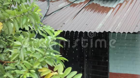 模糊的绿色番石榴树在雨中的屋顶上视频的预览图