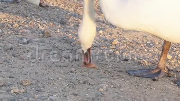 白天鹅吃面包站在人工湖的岸边视频的预览图