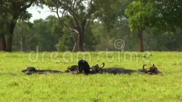 水牛在阳光下栖息视频的预览图