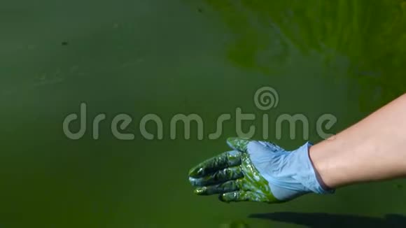 在污染藻类的河流中雌性手举手套舀取绿水视频的预览图