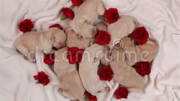 睡在散落的红色康乃馨中的小狗视频的预览图