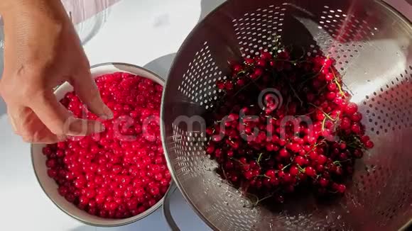 红色醋栗收获女性的手从茎中清理红醋栗浆果并将它们倒入碗中顶部视图视频的预览图