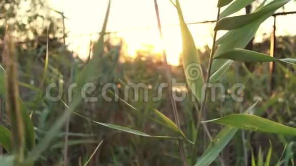 夏日夕阳的光芒冲破绿苇自然和干净的空气和日落附近的河流黄金时段视频的预览图