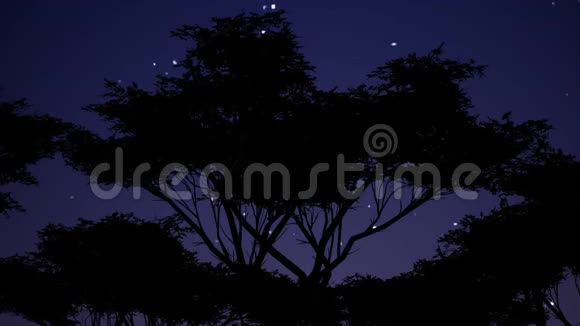 用蓝色树轮廓在黑暗背景上的星星上插图空间景观旅行背景城市视频的预览图