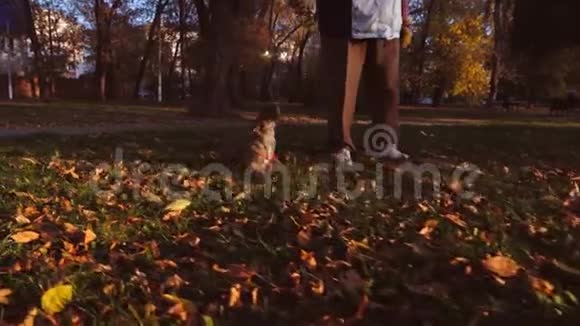 有趣的狗在草坪上跳跃和玩耍狗玩棍子和主人在公园在夕阳下护理视频的预览图