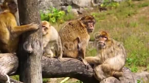 巴巴里猕猴群社会动物结构来自非洲的濒危动物物种视频的预览图