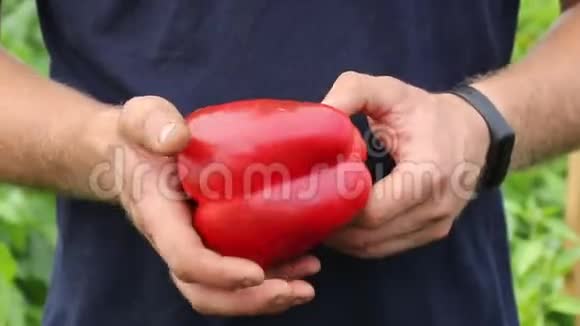 一个男农民正在展示一个漂亮的大红辣椒视频的预览图