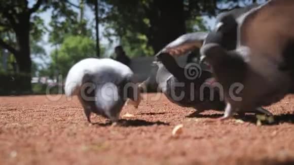 一群野鸽子四处觅食鸽子在公园里啄食视频的预览图
