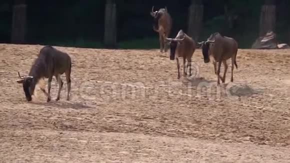 非洲热带羚羊的沙质平原上行走的一群白胡子视频的预览图