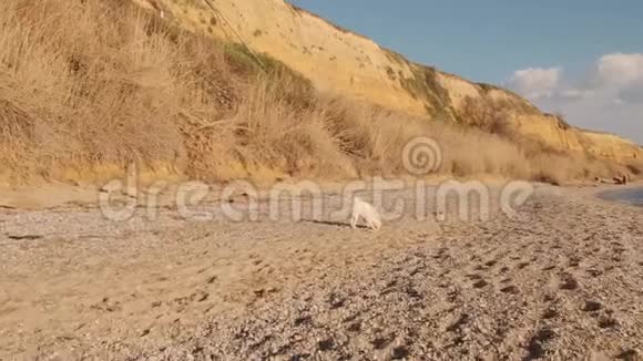 一只年轻而好奇的白小狗sibainu早上在海滩上奔跑和深色头发的女孩玩耍时动作缓慢视频的预览图